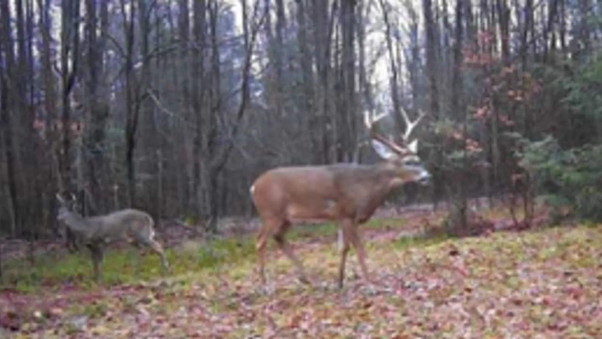 Property at Akins Road, Cohocton, NY 14826 30