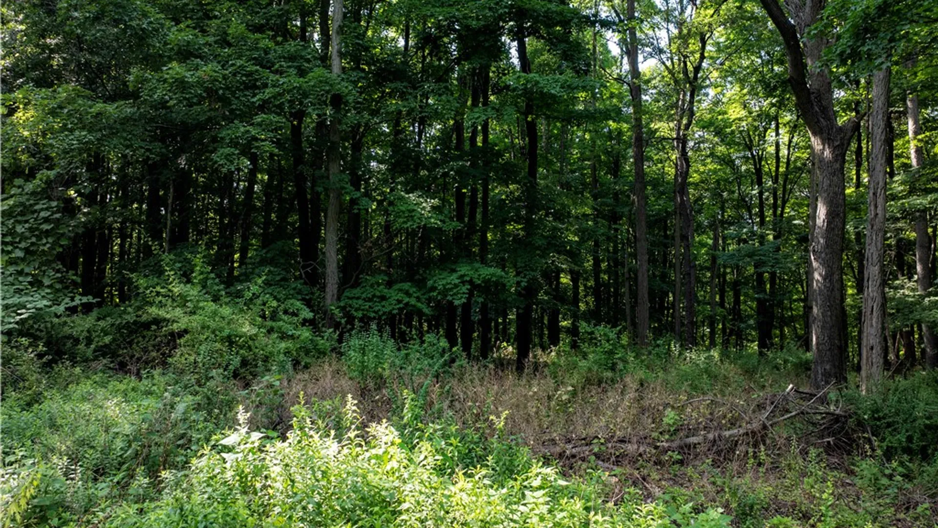 Property at County Route 87 Road, Urbana, NY 14840 9