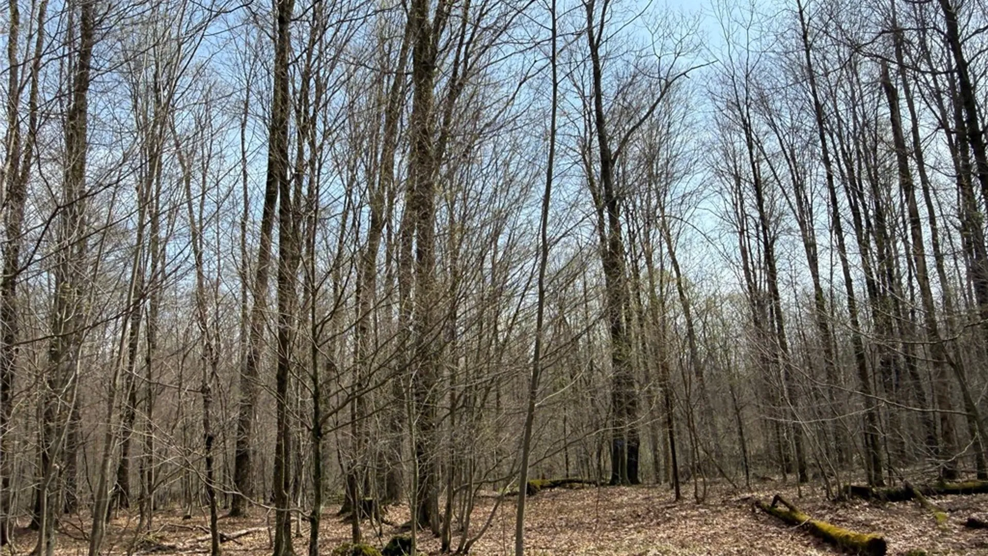 Property at West Hill Road, Ellington, NY 14740 4