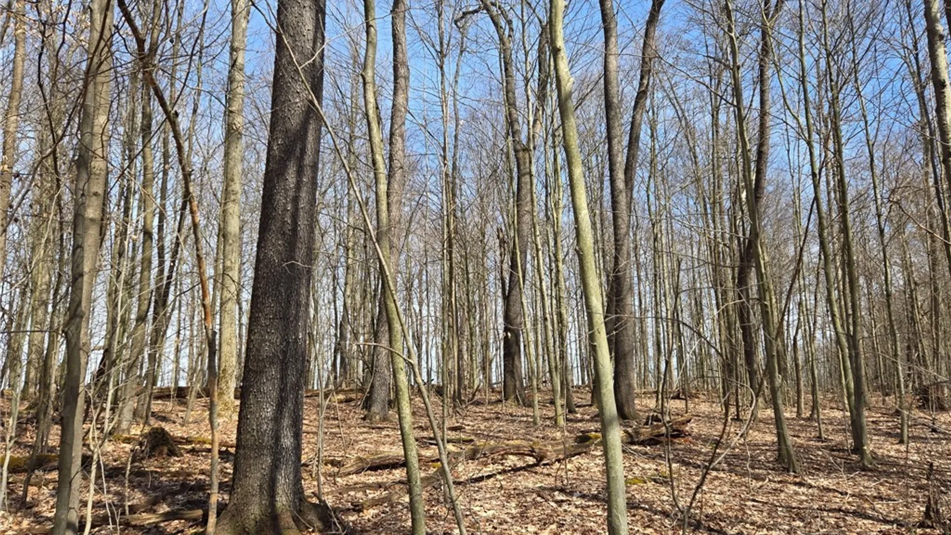Property at 00 West Cobb Road, Poland, NY 14733 20