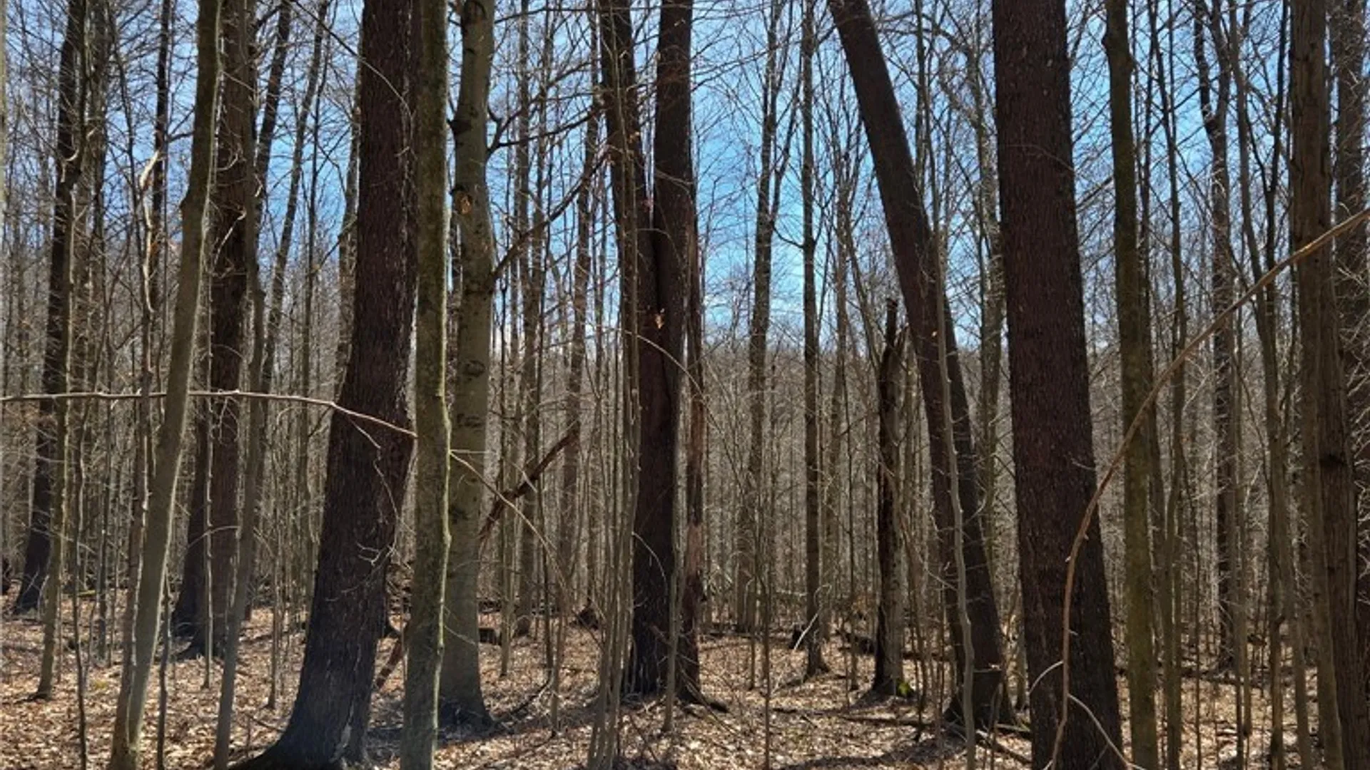 Property at 00 West Cobb Road, Poland, NY 14733 21