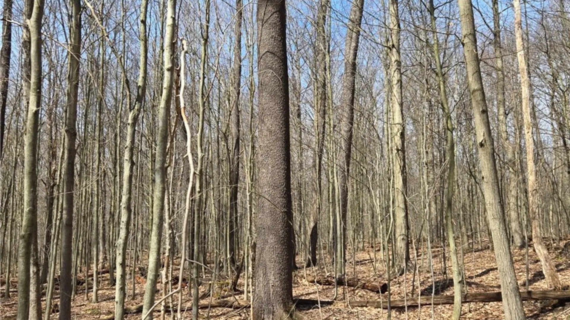 Property at 00 West Cobb Road, Poland, NY 14733 24