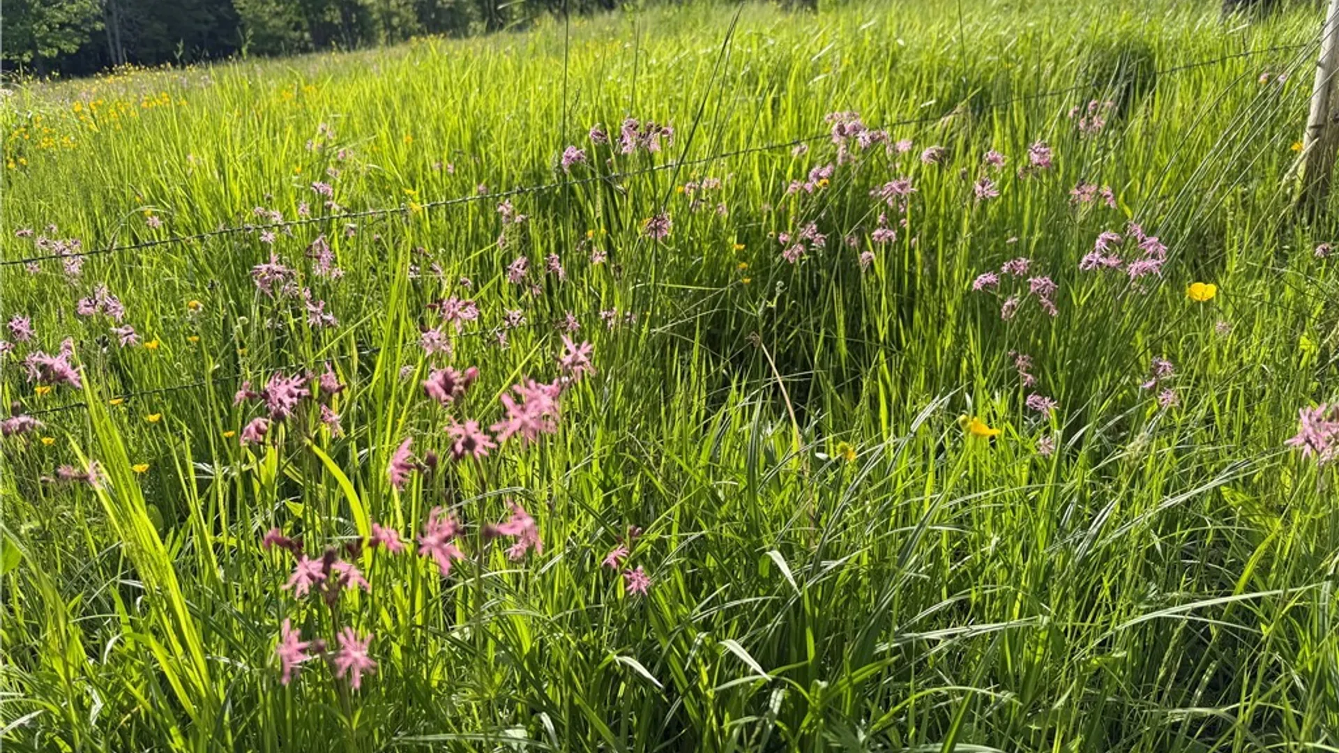 Property at 5351 Lee Center Taberg Road, Lee, NY 13363 39