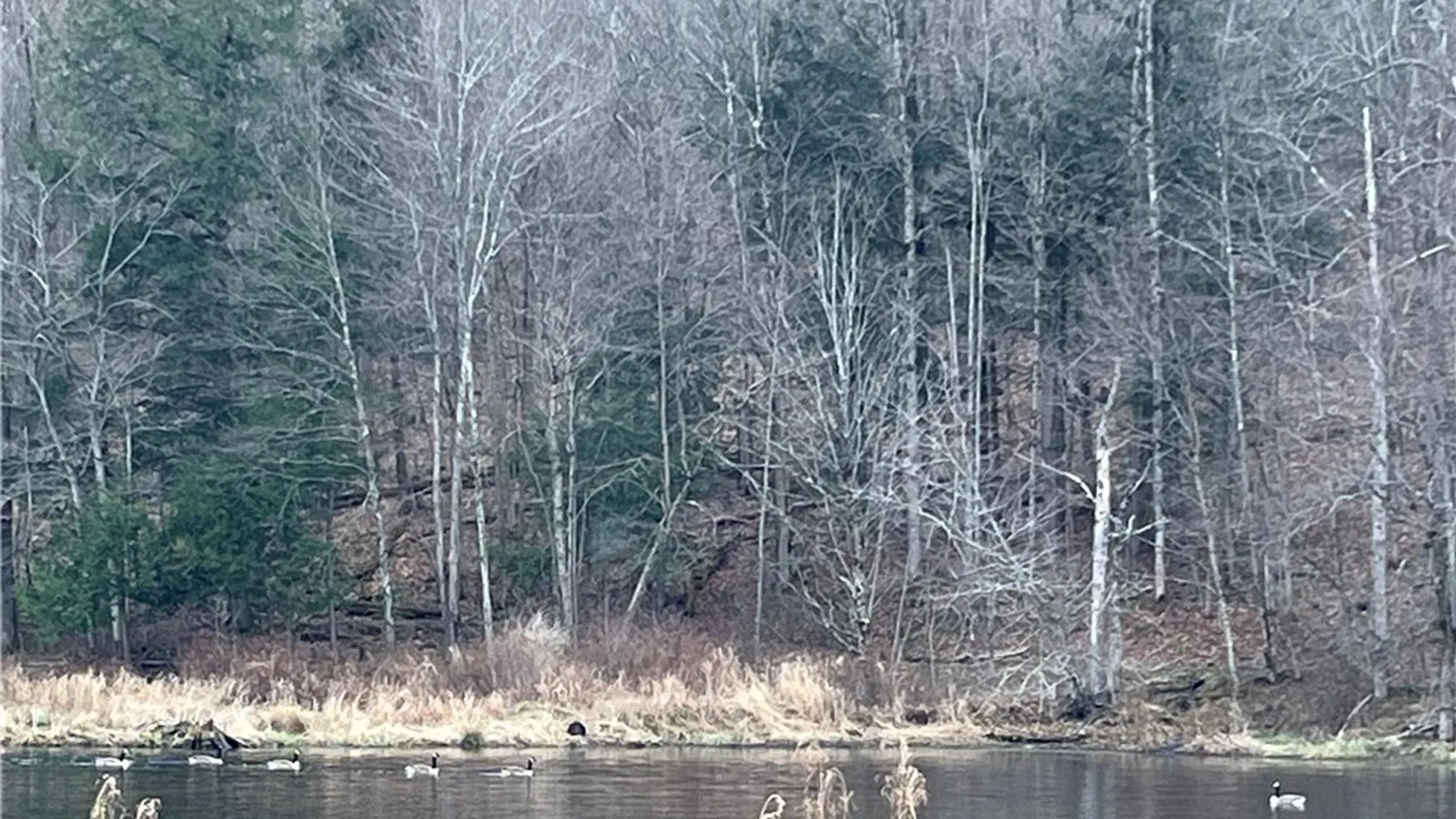 Property at 2367 Strawberry Lake Road, Lapeer, NY 13803 10