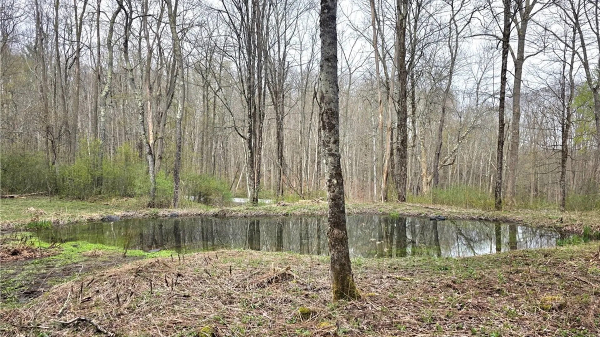Property at County Highway 52, Middlefield, NY 13326 3