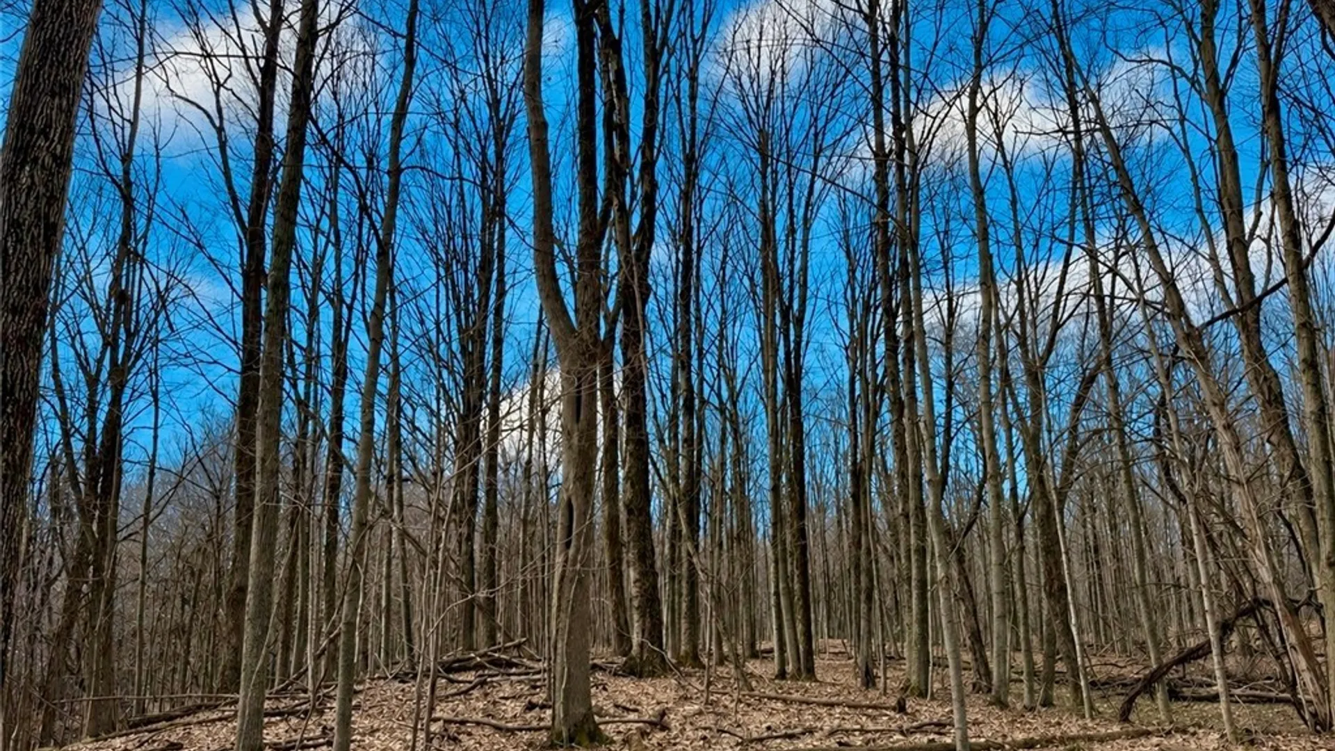 Property at 00 Route 92, Cazenovia, NY 13035 10