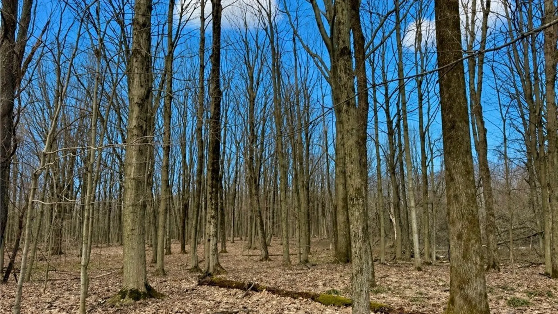 Property at 00 Route 92, Cazenovia, NY 13035 11