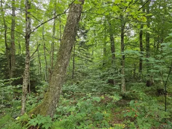 Property at 000 William Ernst Road, Lewis, NY 12950