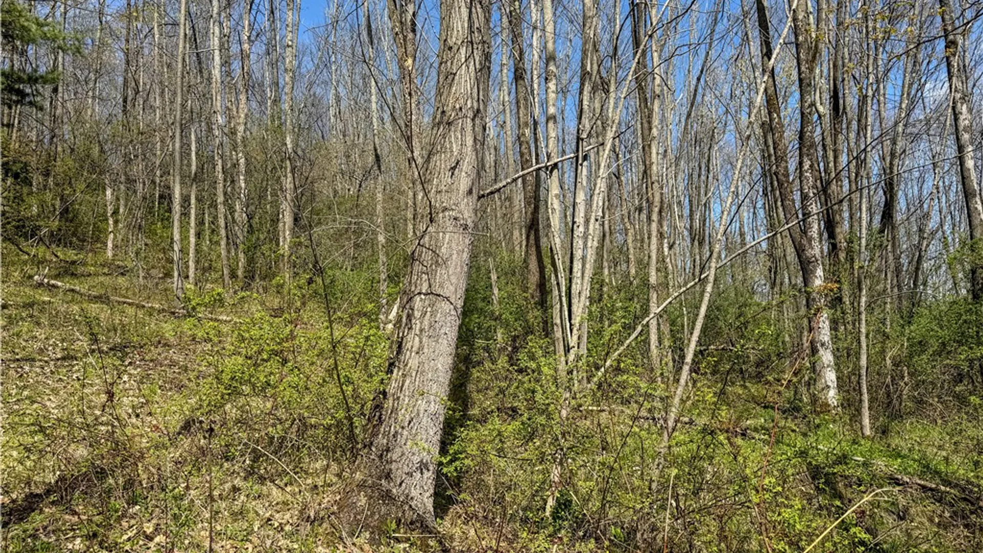 Property at VL WP01 County Road 16, Angelica, NY 14709 17