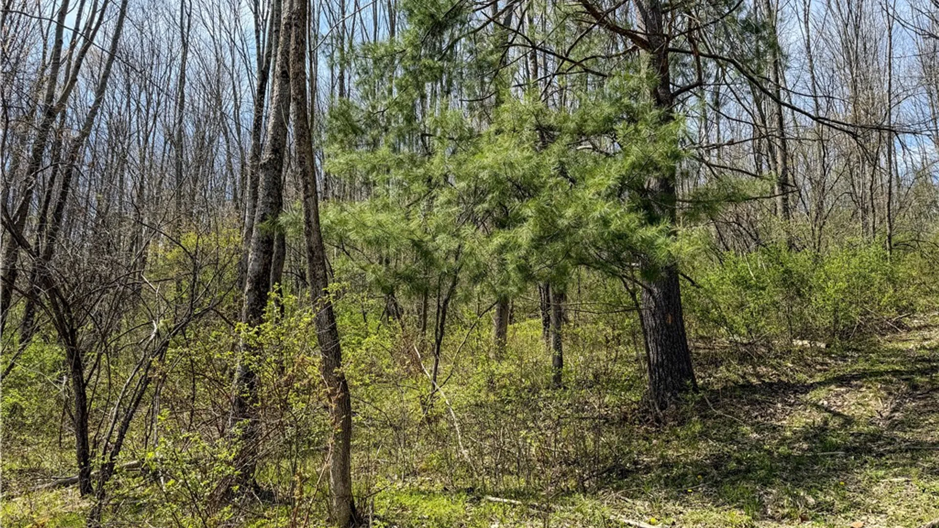 Property at VL WP01 County Road 16, Angelica, NY 14709 18