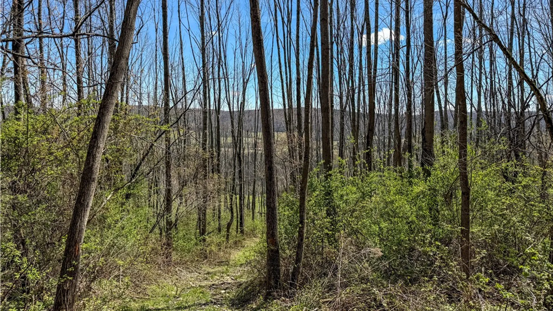 Property at VL WP01 County Road 16, Angelica, NY 14709 19