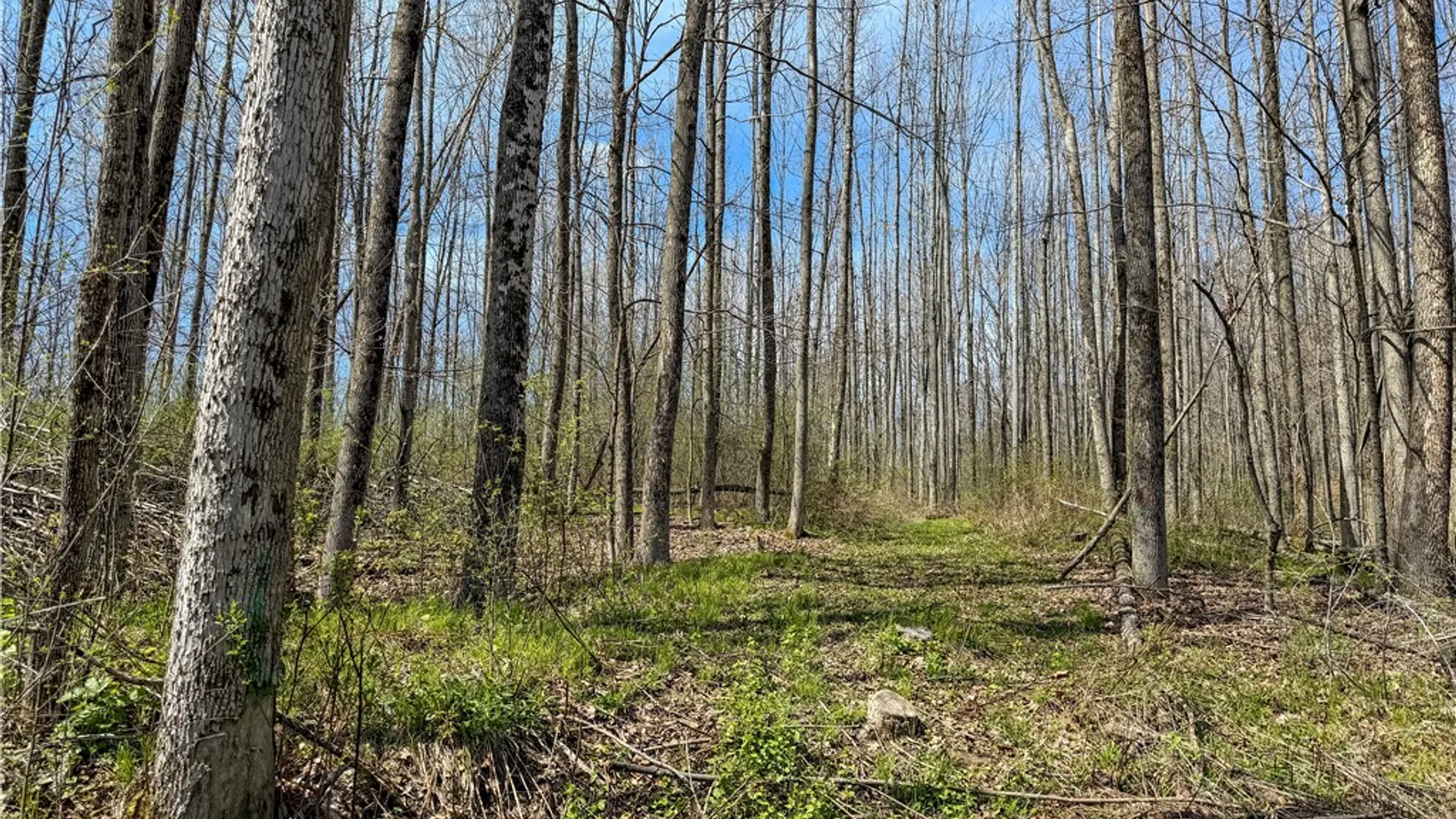 Property at VL WP01 County Road 16, Angelica, NY 14709 21