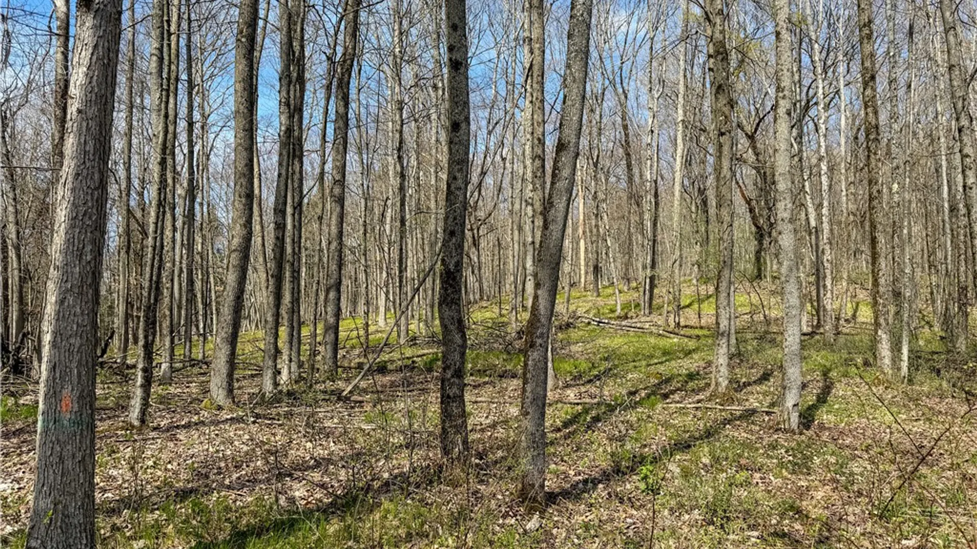 Property at VL WP01 County Road 16, Angelica, NY 14709 22