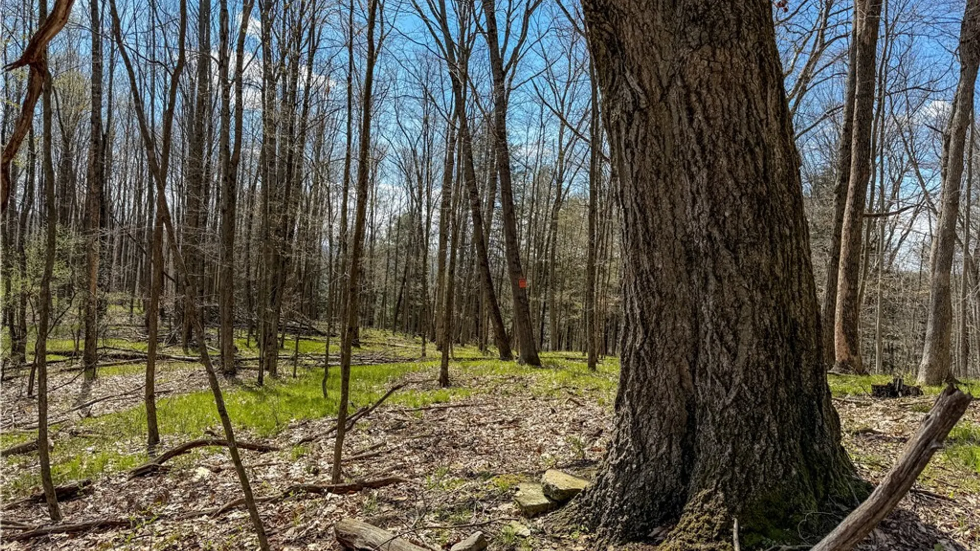 Property at VL WP01 County Road 16, Angelica, NY 14709 26