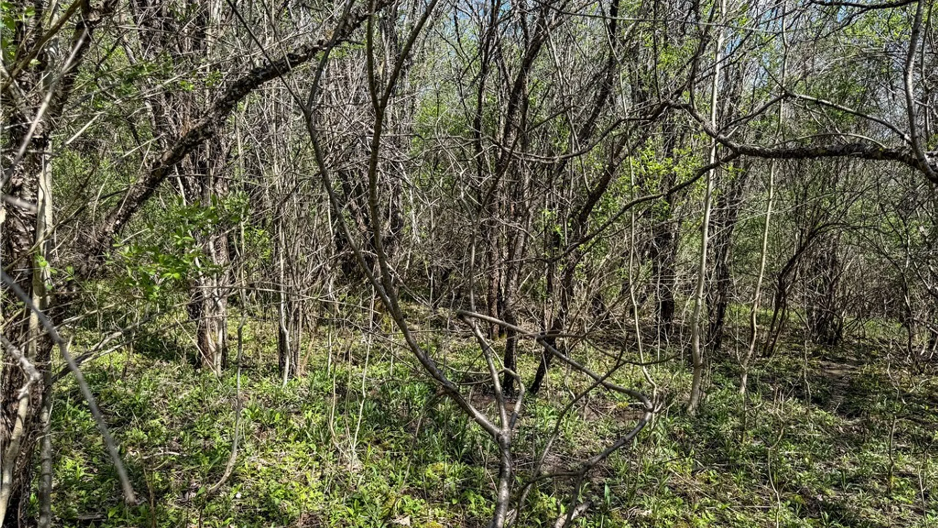 Property at VL WP01 County Road 16, Angelica, NY 14709 28