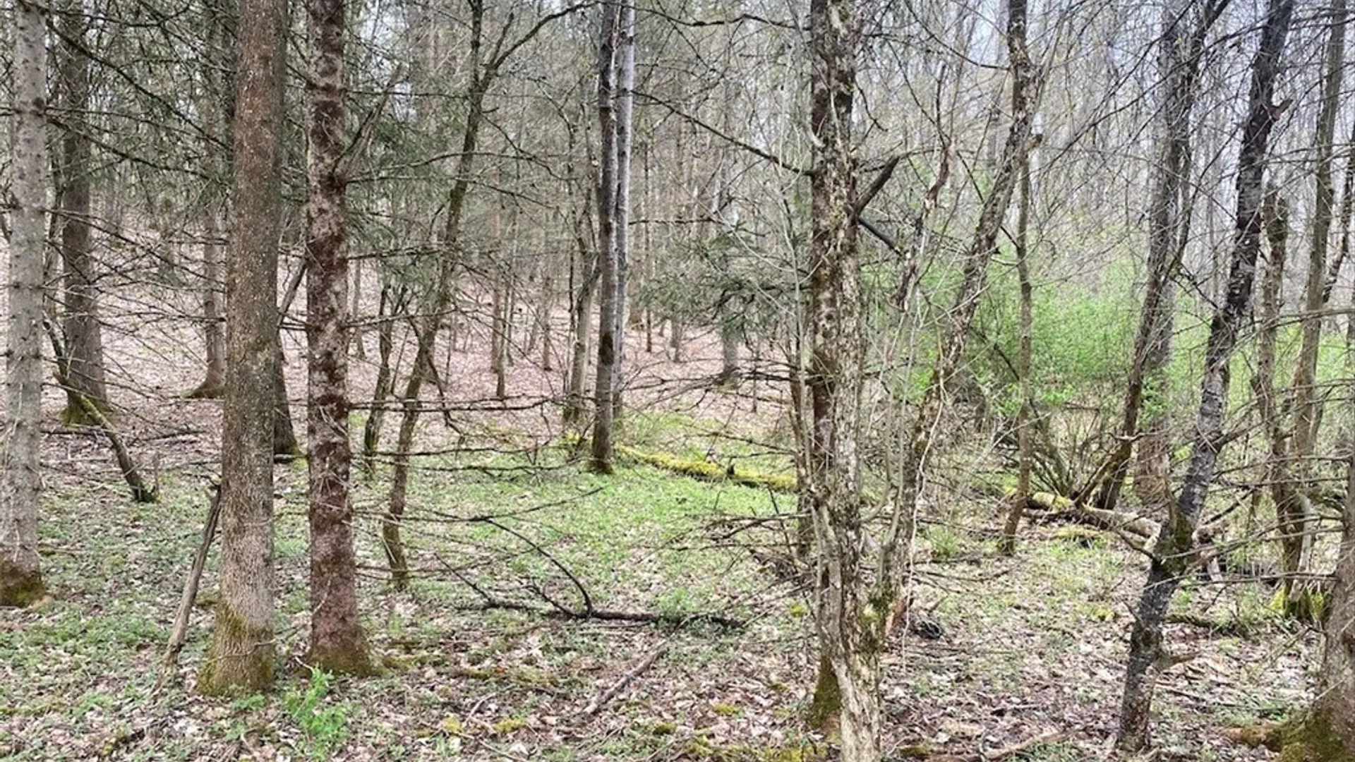 Property at 324 Main Street, Wirt, NY 14715 33