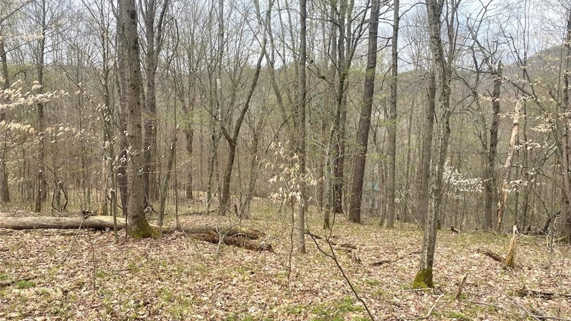 Property at 324 Main Street, Wirt, NY 14715 35