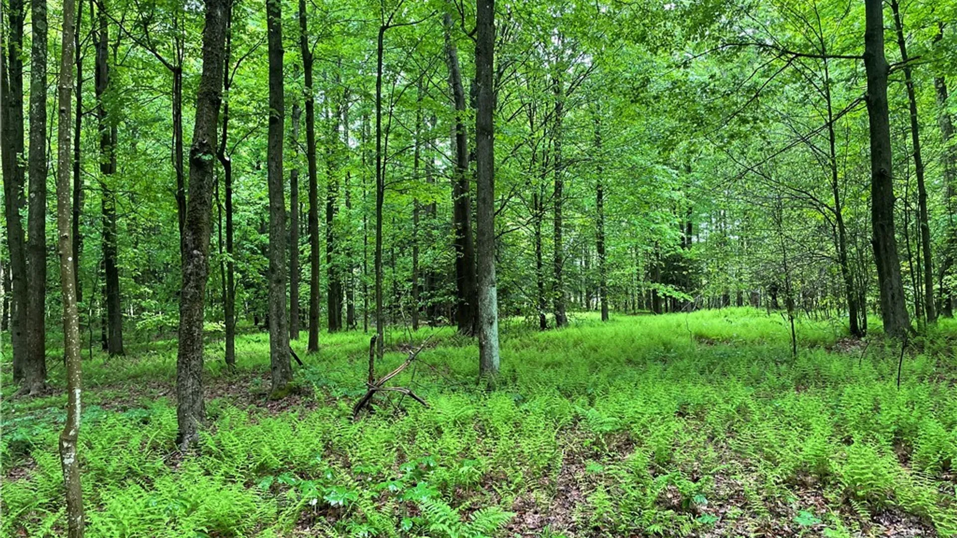 Property at 0 Walker Road, Ellery, NY 14712 3