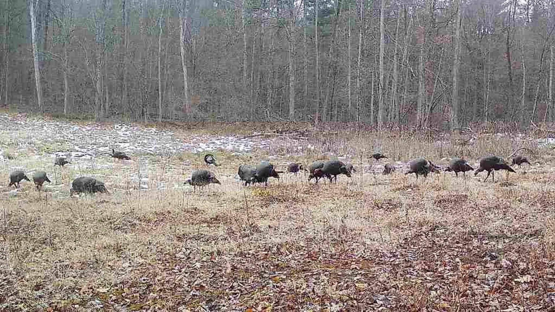 Property at 2093 Scott Road, Erwin, NY 14858 10
