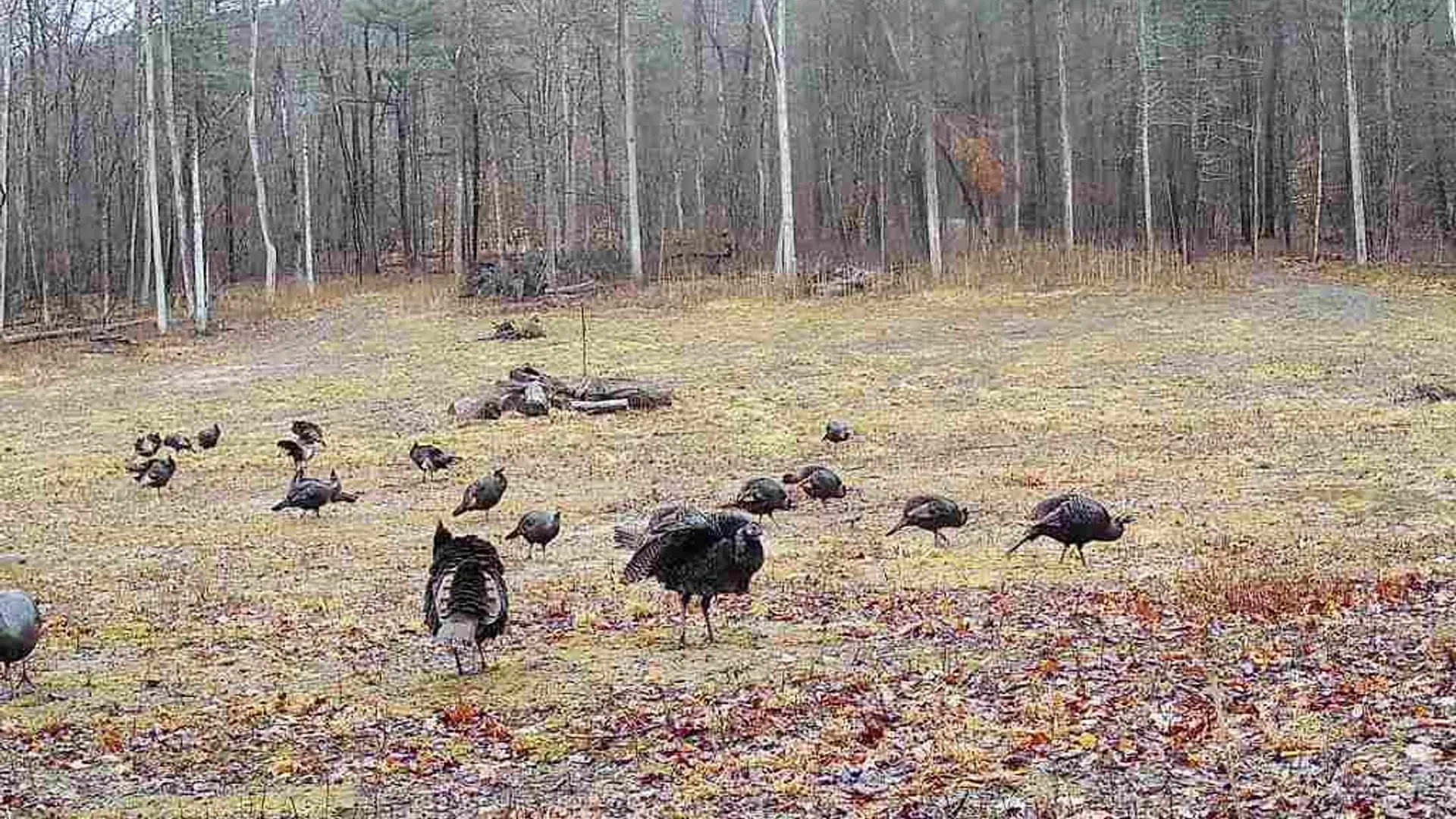 Property at 2093 Scott Road, Erwin, NY 14858 13