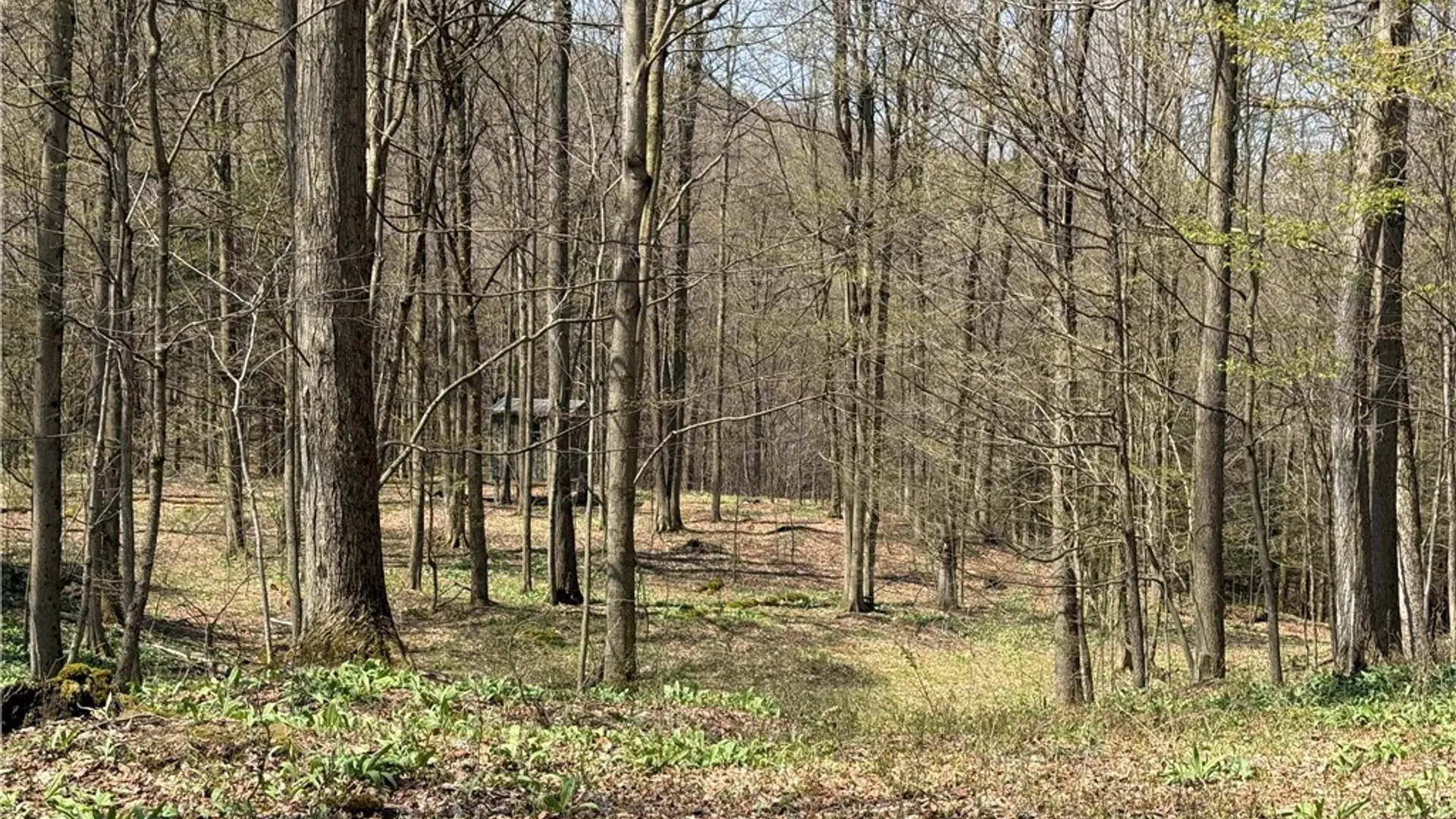 Property at 6437 W Scott Rd, Scott, NY 13077 27