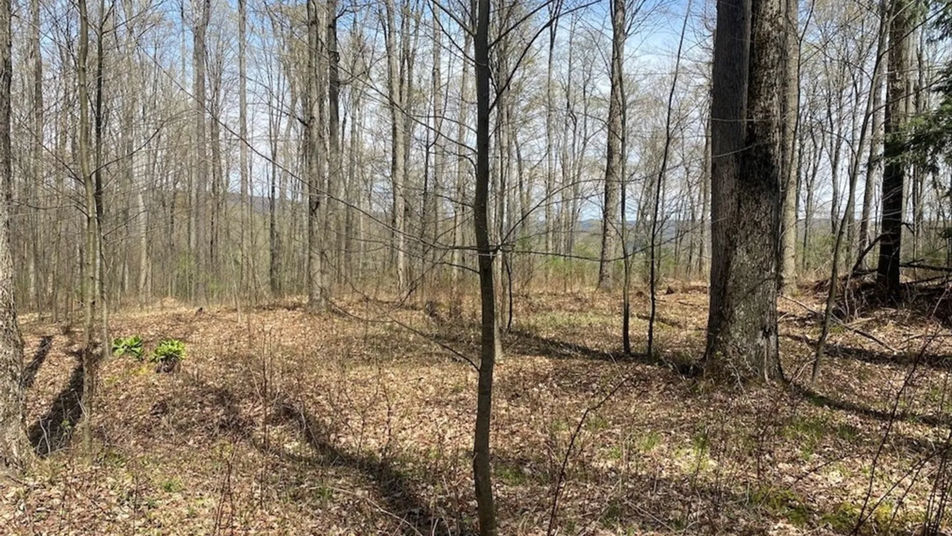 Property at 3827 Vandermark Road, Scio, NY 14880 33