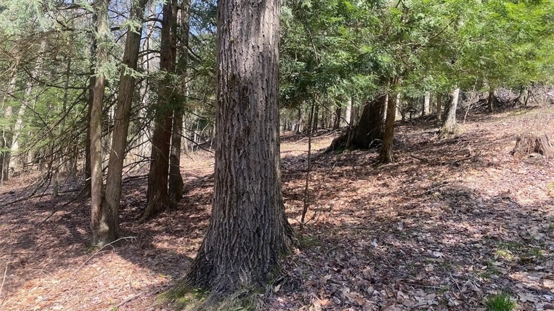 Property at 3827 Vandermark Road, Scio, NY 14880 36