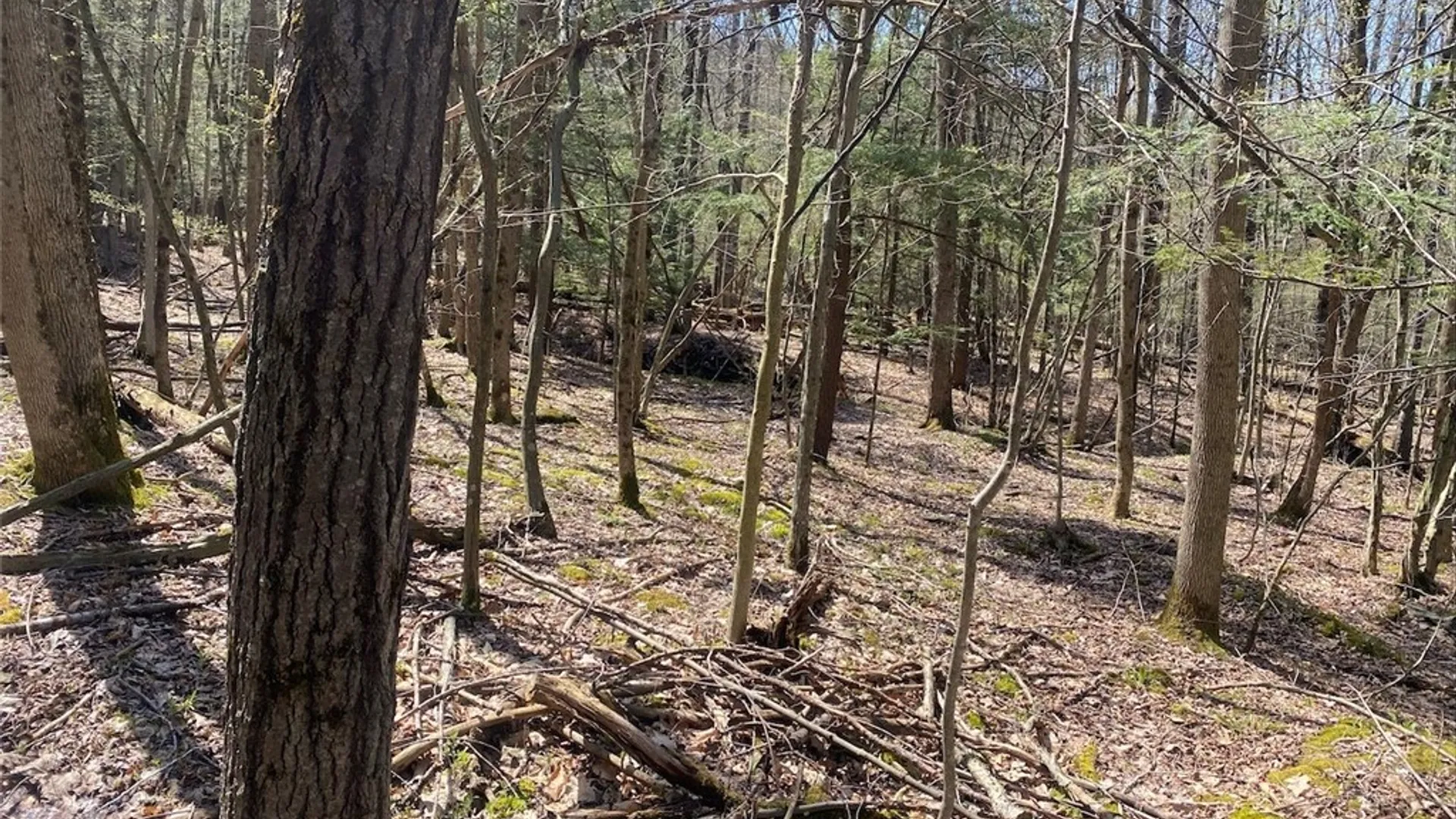 Property at 3827 Vandermark Road, Scio, NY 14880 39