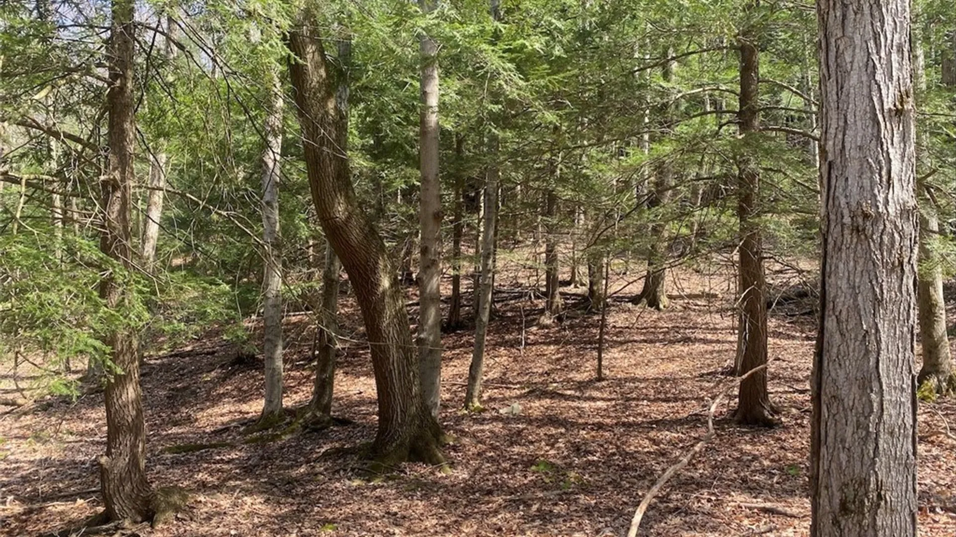 Property at 3827 Vandermark Road, Scio, NY 14880 40