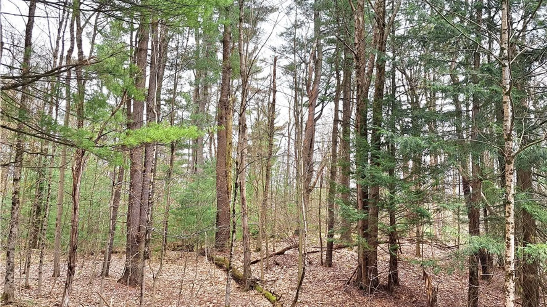 Property at Steam Mill Road, Camden, NY 13316 3