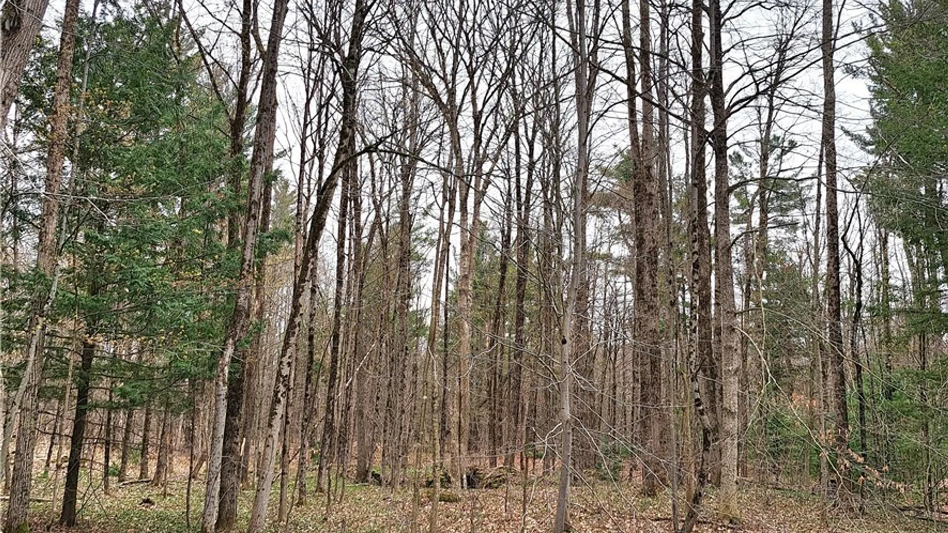 Property at Steam Mill Road, Camden, NY 13316 4