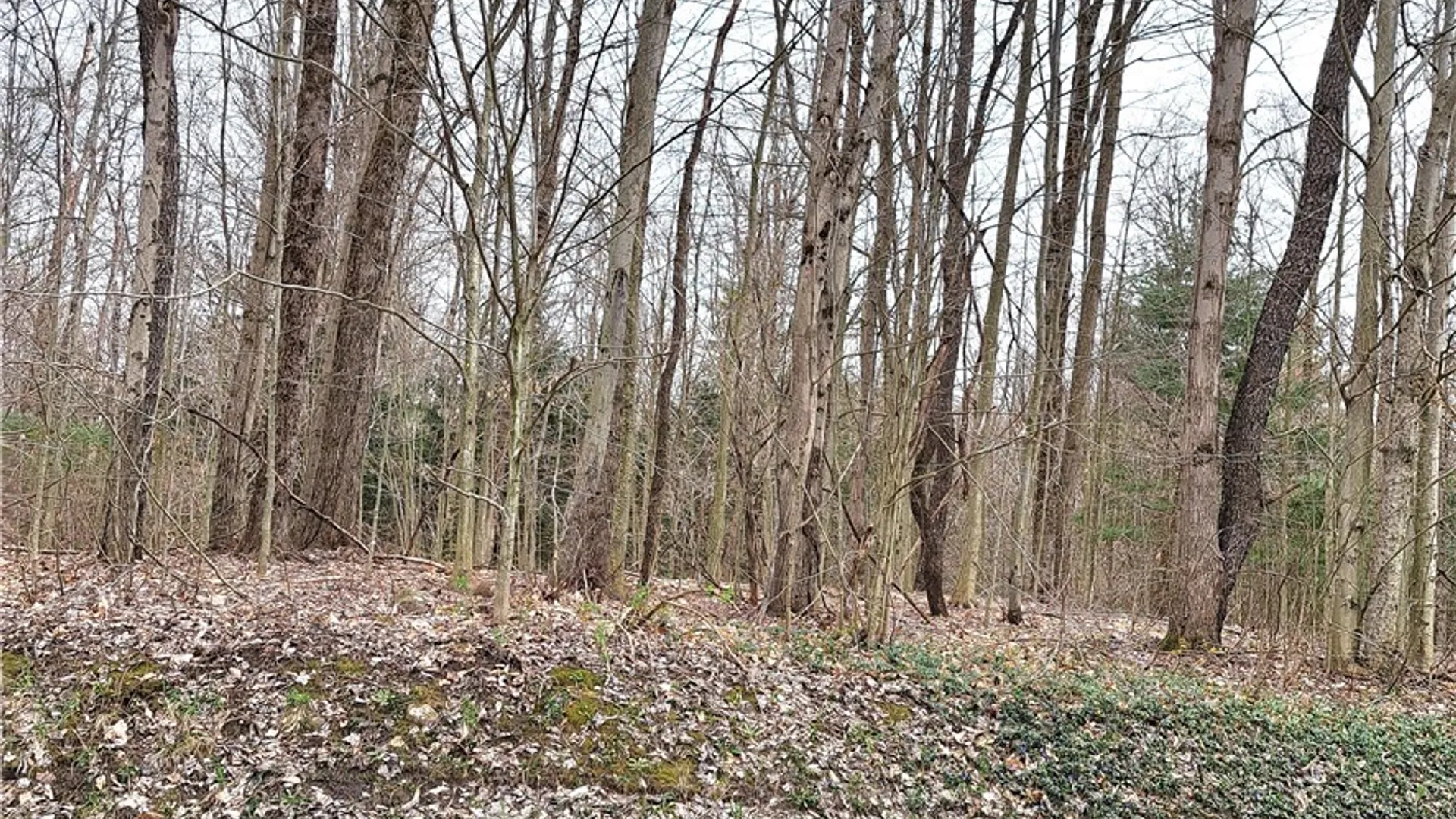 Property at Steam Mill Road, Camden, NY 13316 8