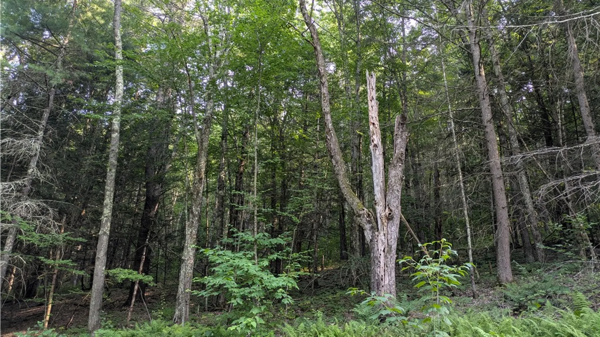 Property at Lot 29 Peters Lane, Gilboa, NY 12076 5