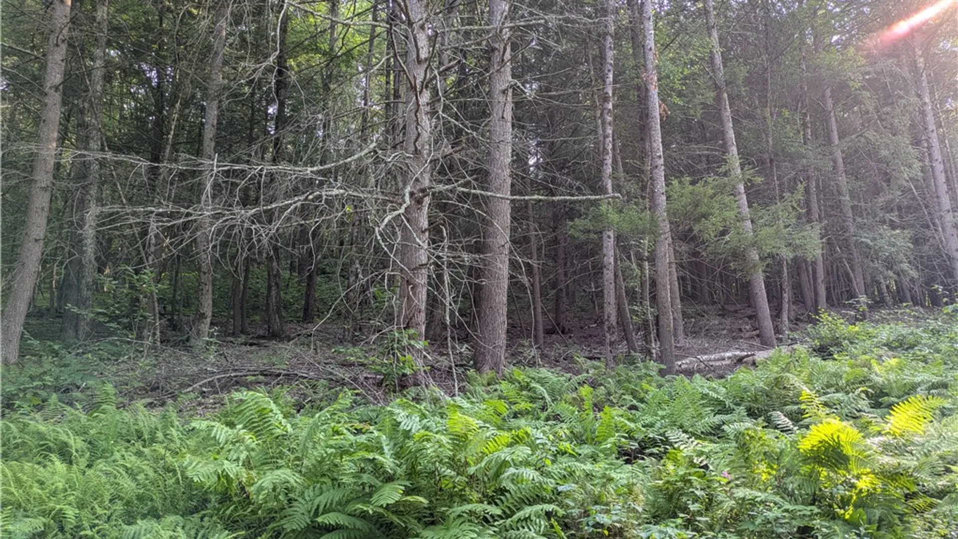 Property at Lot 29 Peters Lane, Gilboa, NY 12076 6