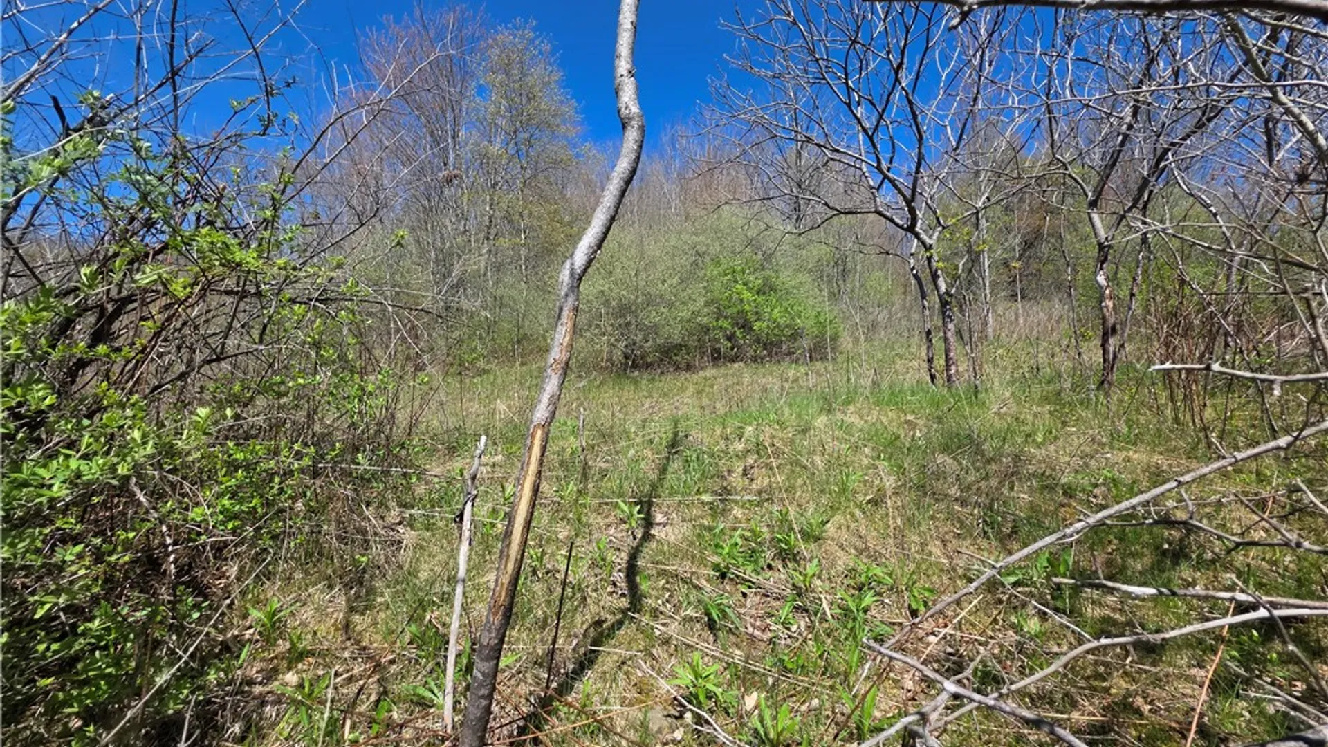 Property at 4601 County Route 82, Woodhull, NY 14898 44
