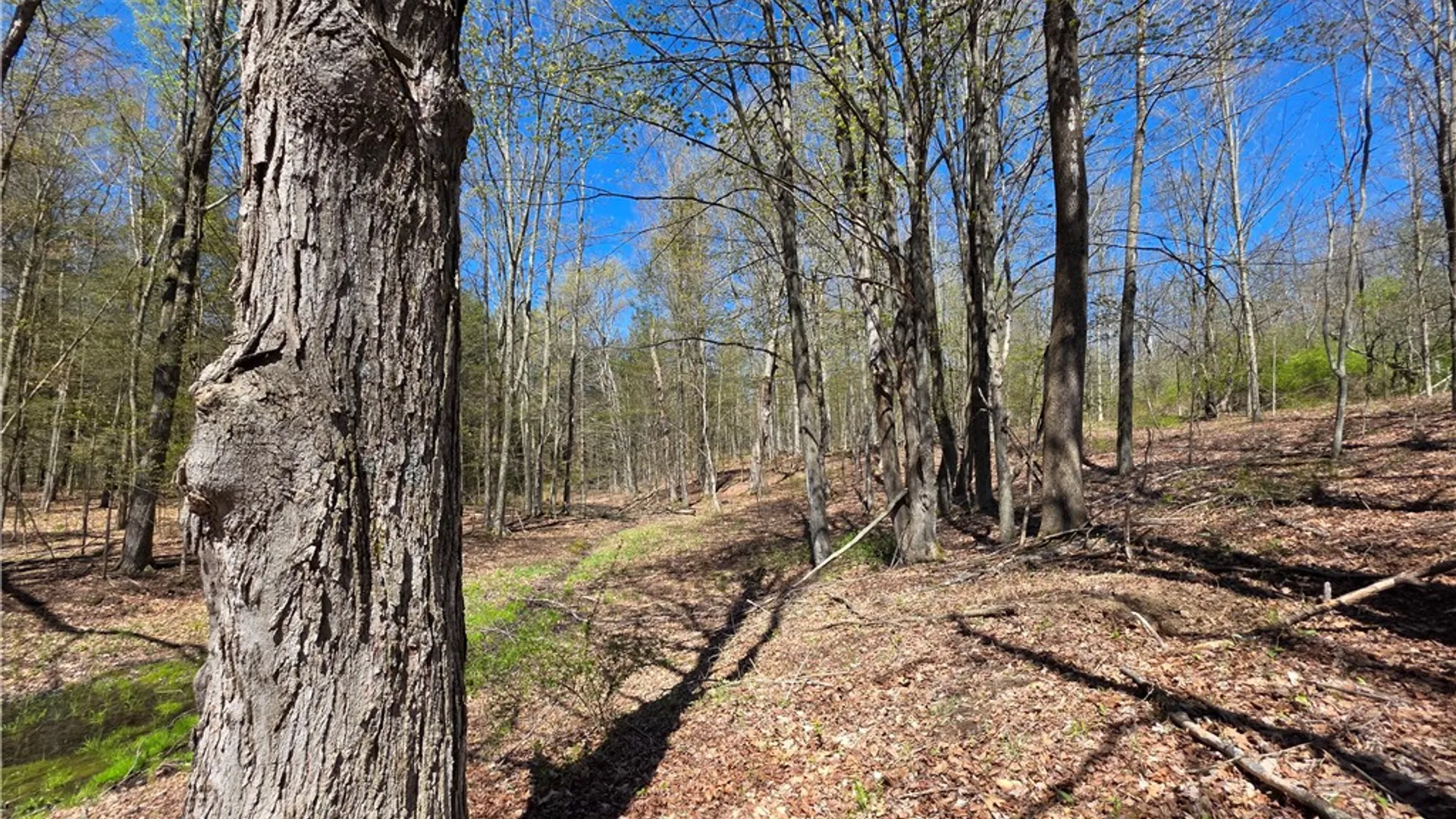 Property at 4601 County Route 82, Woodhull, NY 14898 45