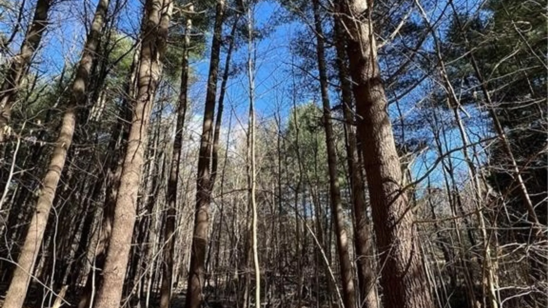 Property at 3153 Pines Road, Boonville, NY 13309 6