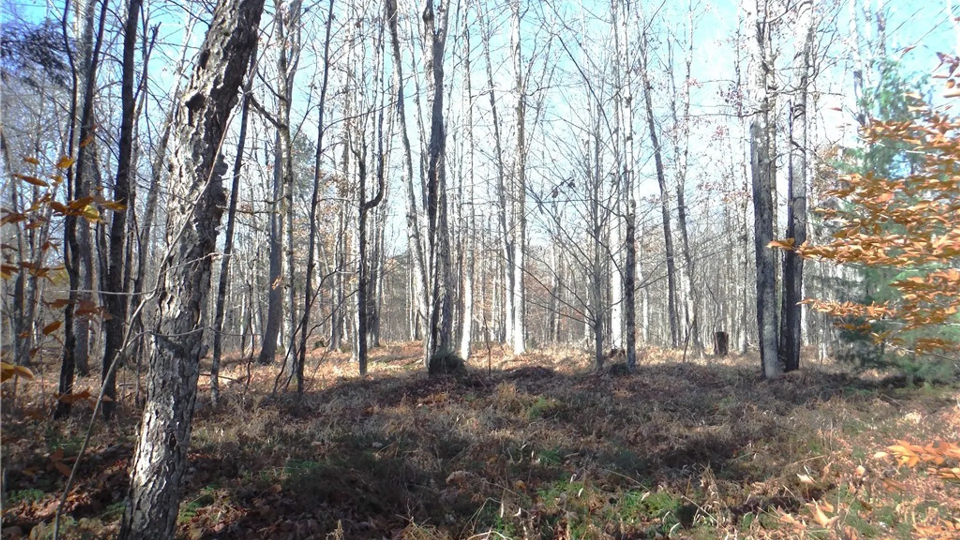 Property at 00X Buck Lake Road, Forestport, NY 13338 46