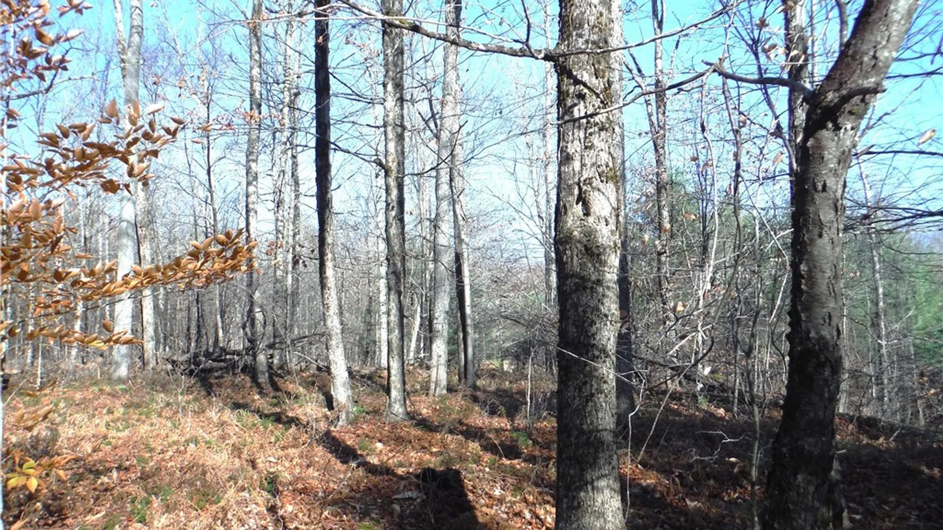 Property at 00X Buck Lake Road, Forestport, NY 13338 47