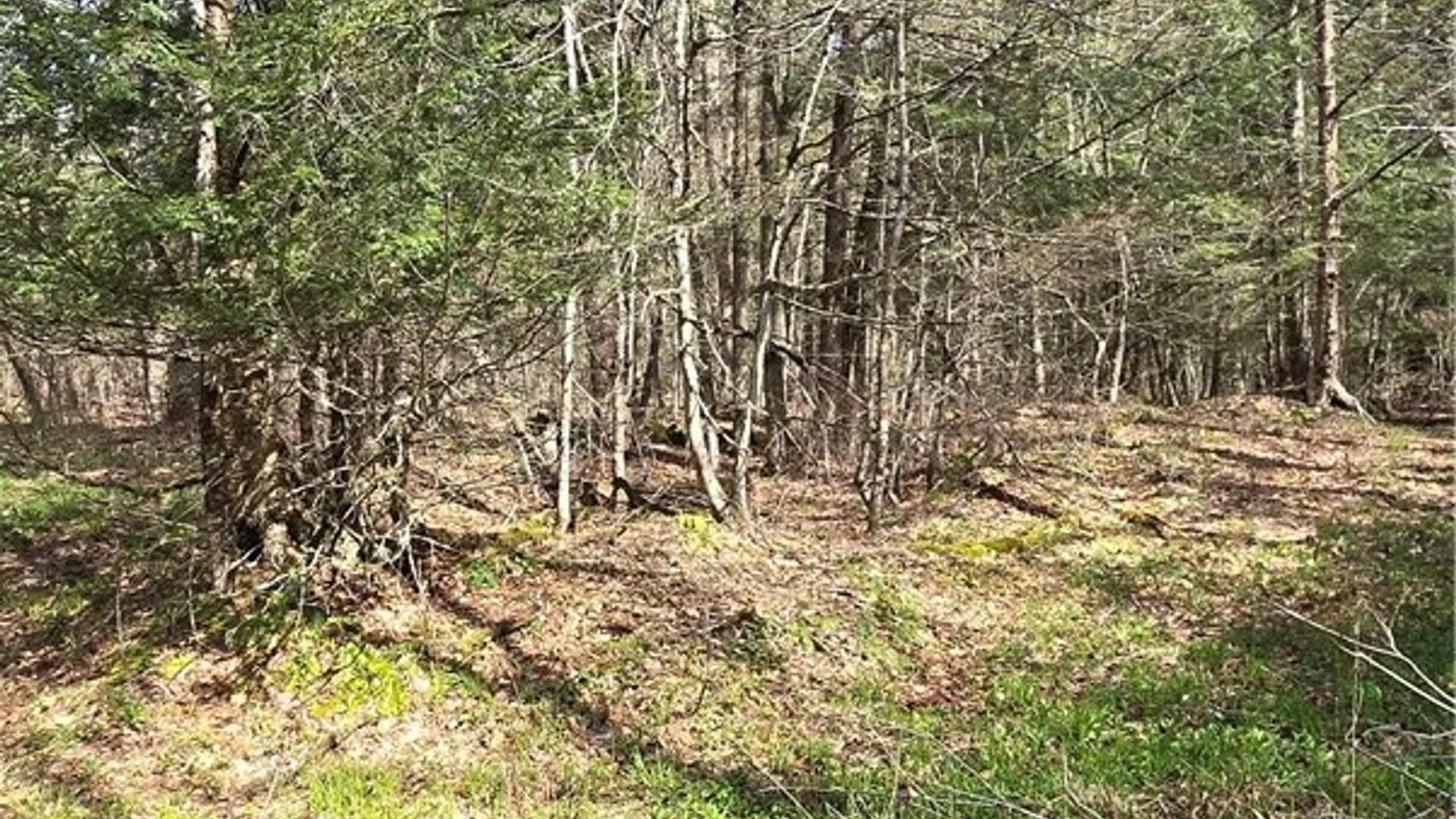 Property at Bliss Gulf Road, Milford, NY 13807 9