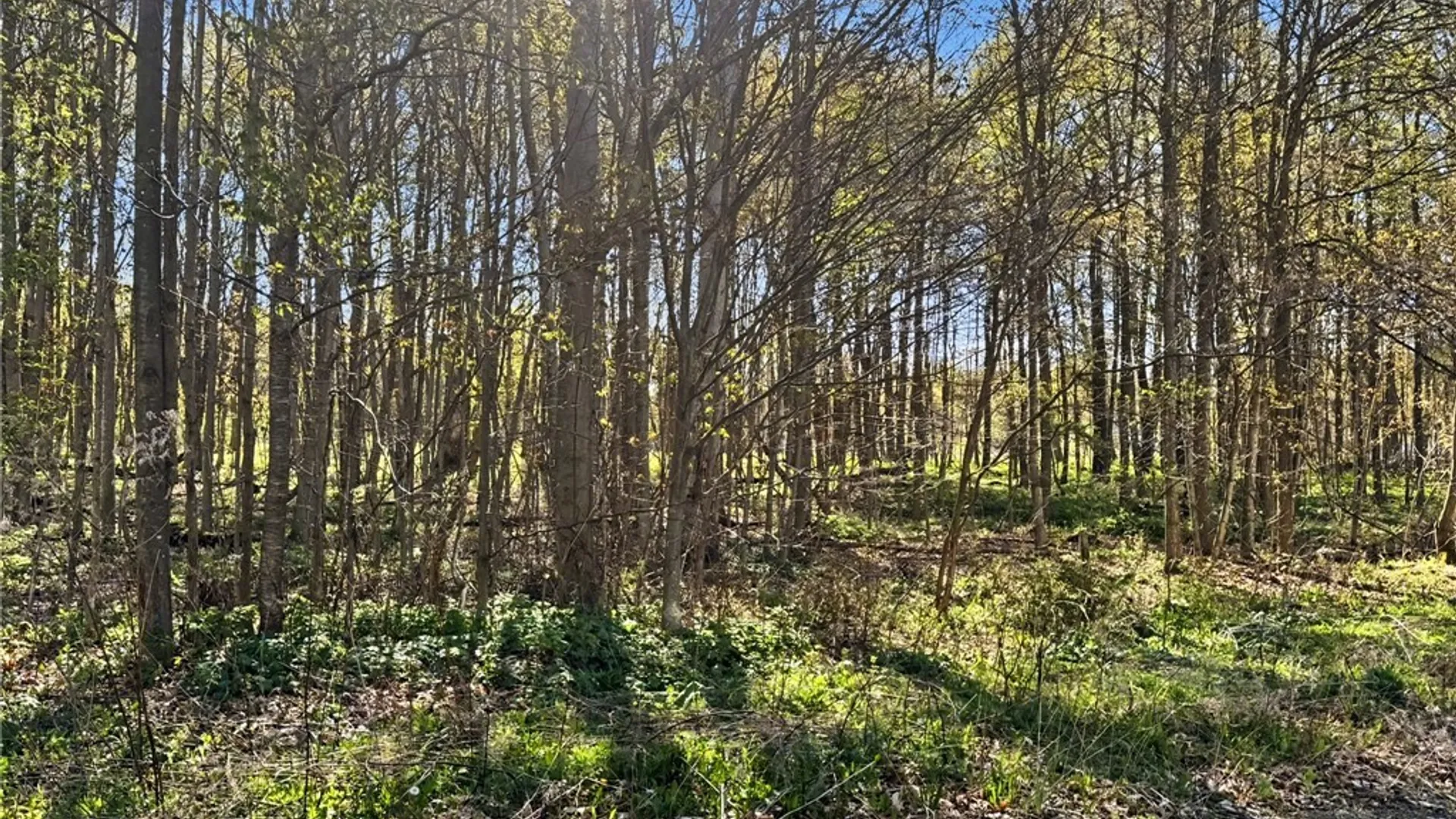 Property at Elm Street, Groton, NY 13073 10
