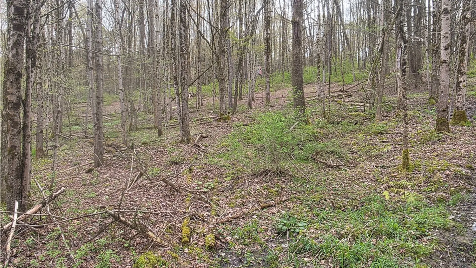 Property at Clarence Church Road, Otselic, NY 13155 48