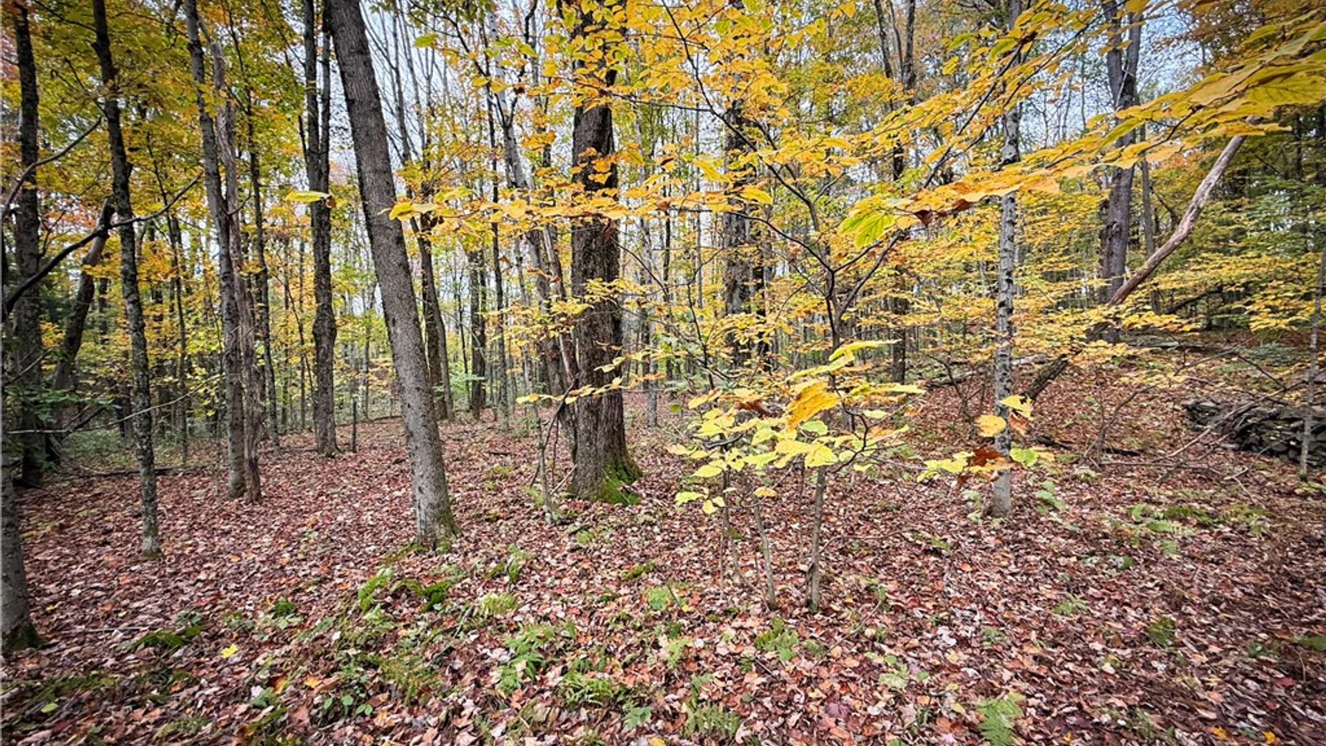 Property at 0 Trout Brook Drive, Orwell, NY 13144 9