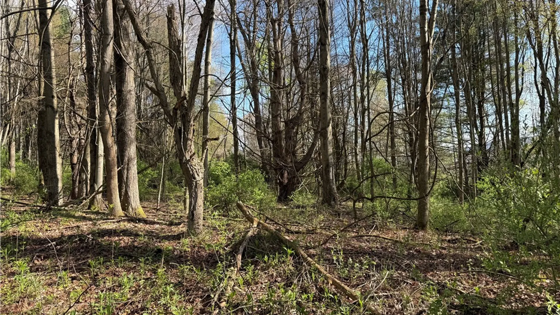 Property at 9155 Smith Road, Lindley, NY 14858 4