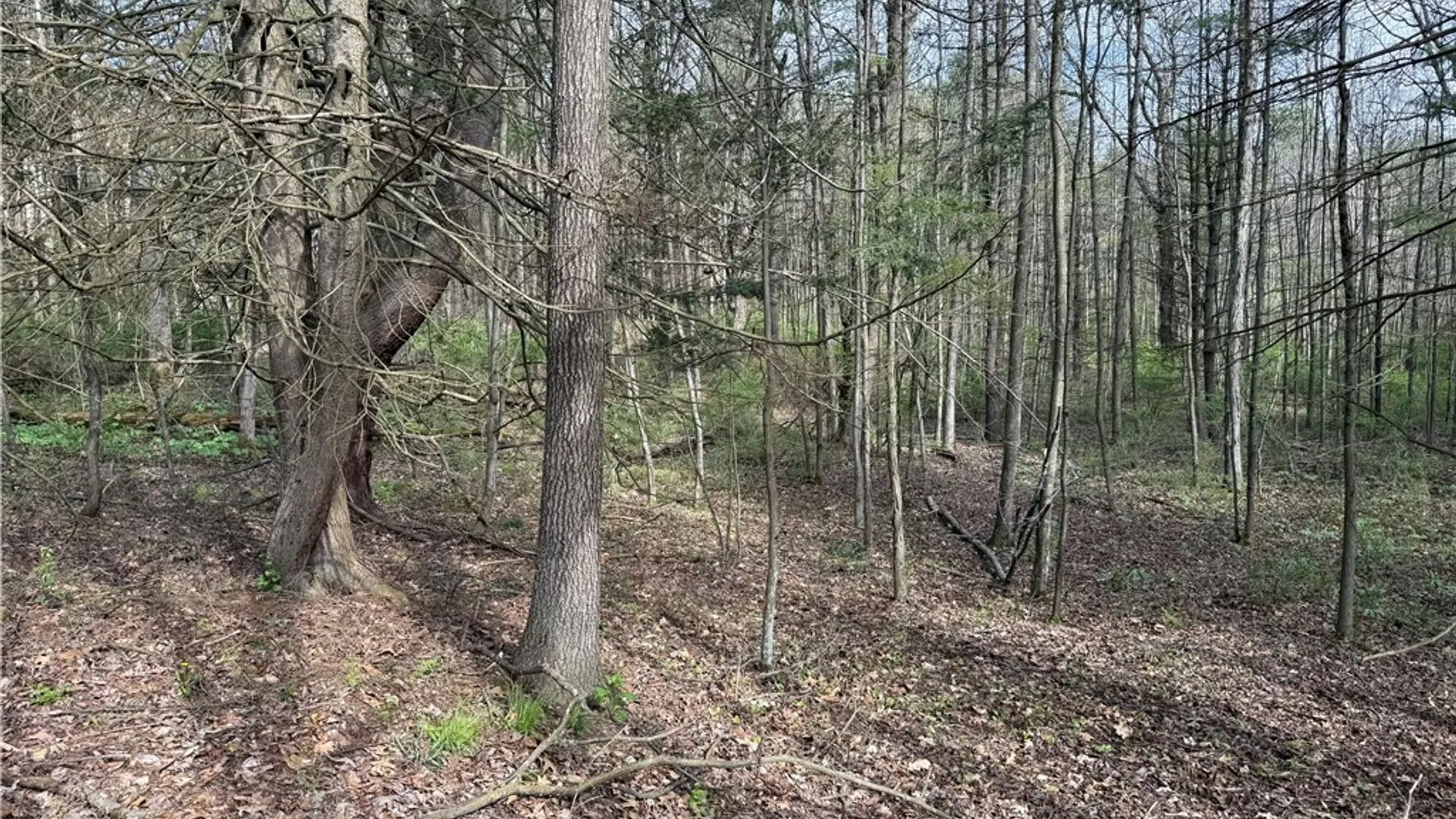 Property at 9155 Smith Road, Lindley, NY 14858 11