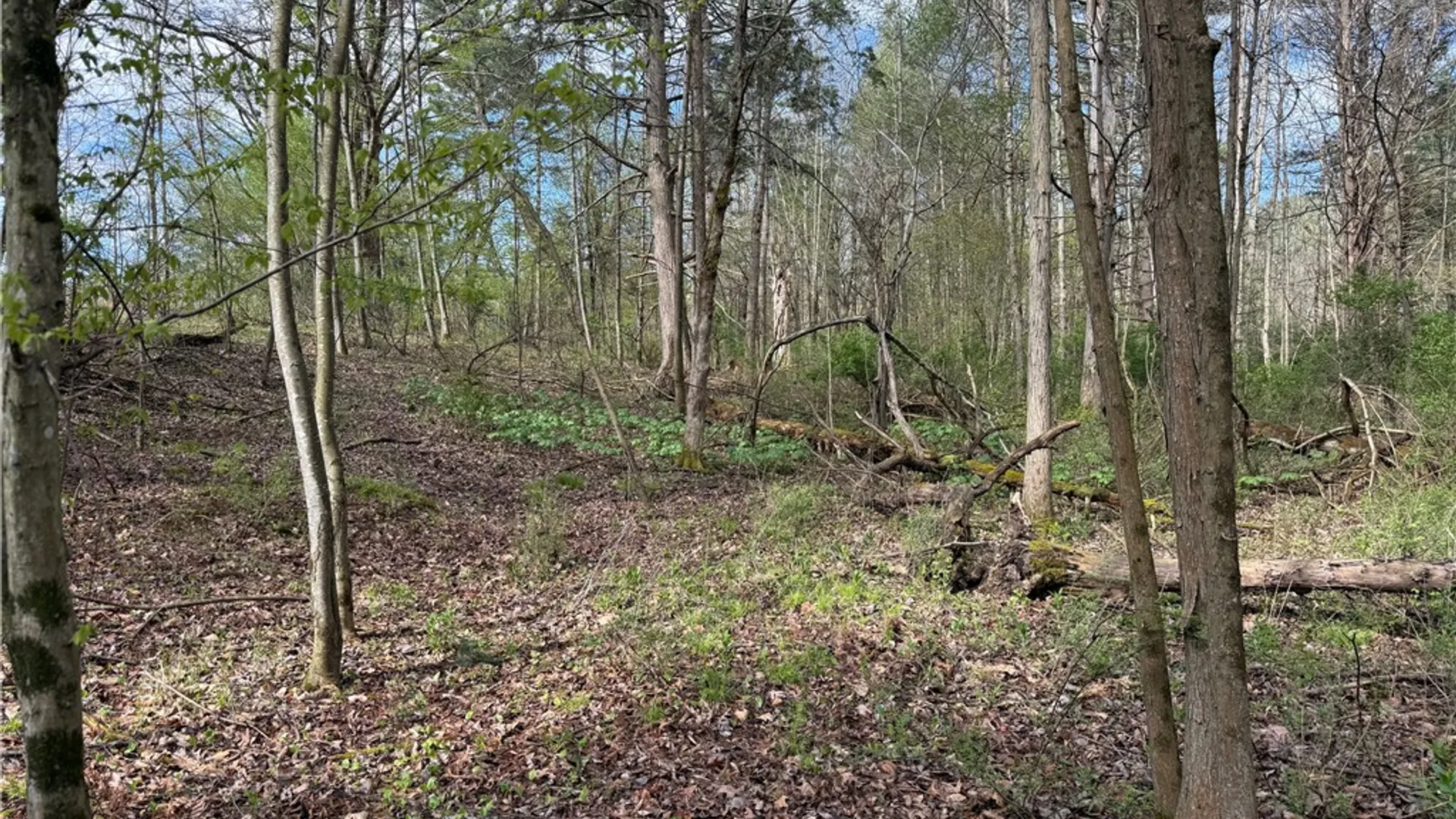 Property at 9155 Smith Road, Lindley, NY 14858 12