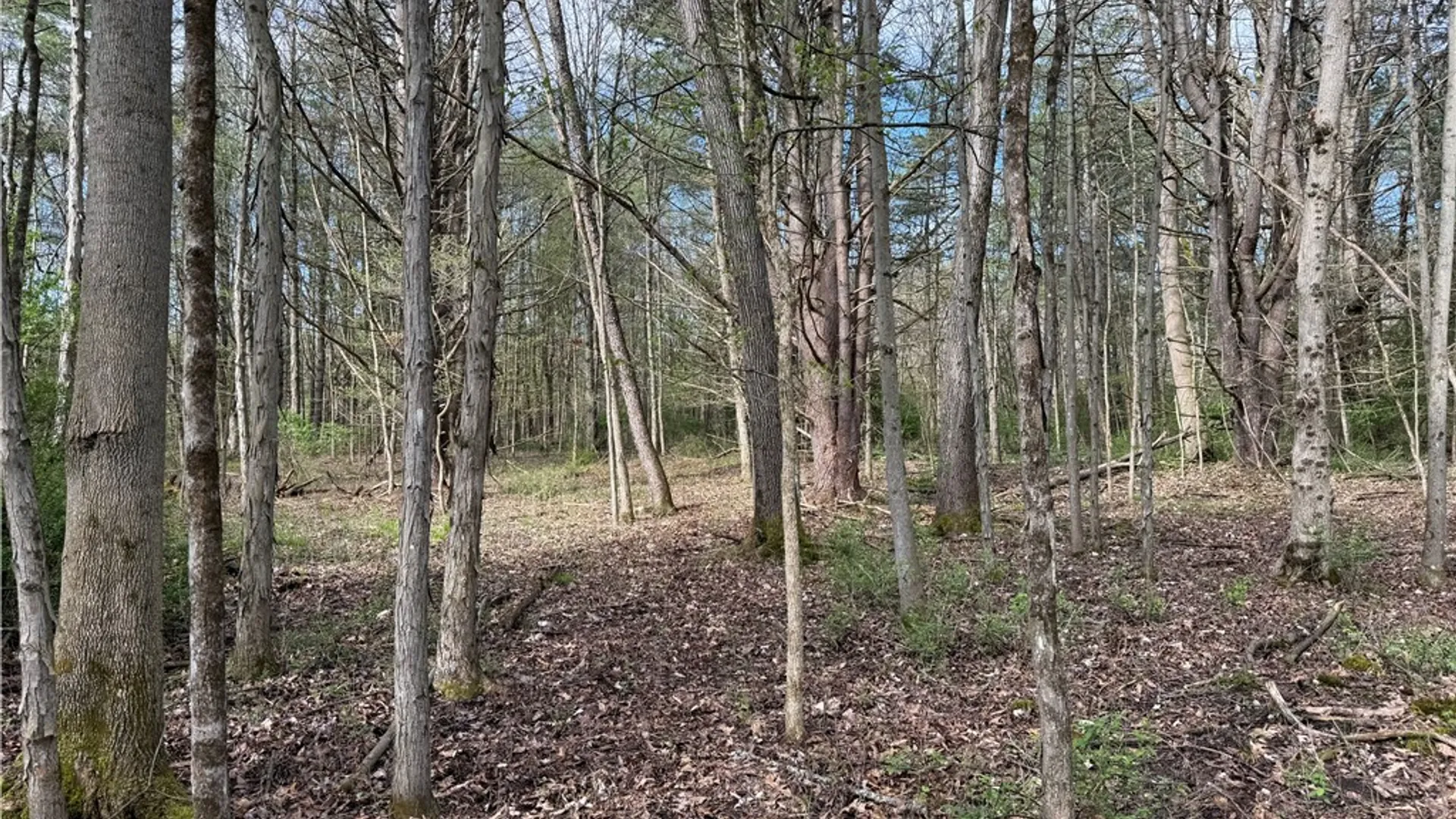 Property at 9155 Smith Road, Lindley, NY 14858 13
