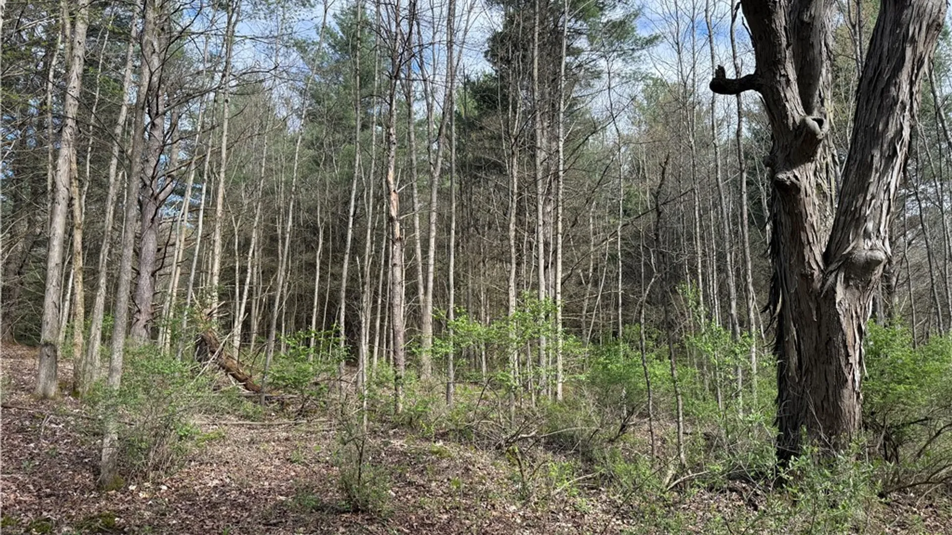 Property at 9155 Smith Road, Lindley, NY 14858 14