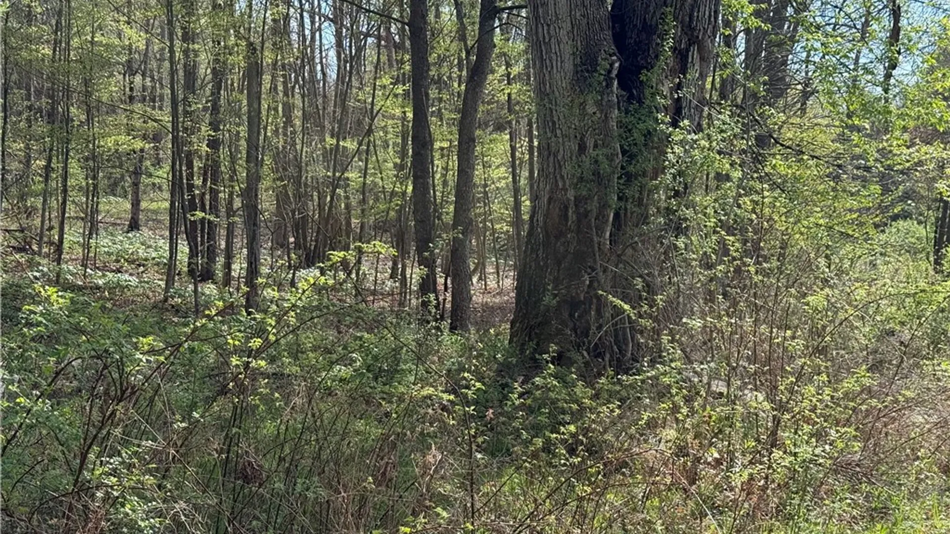Property at 9155 Smith Road, Lindley, NY 14858 17