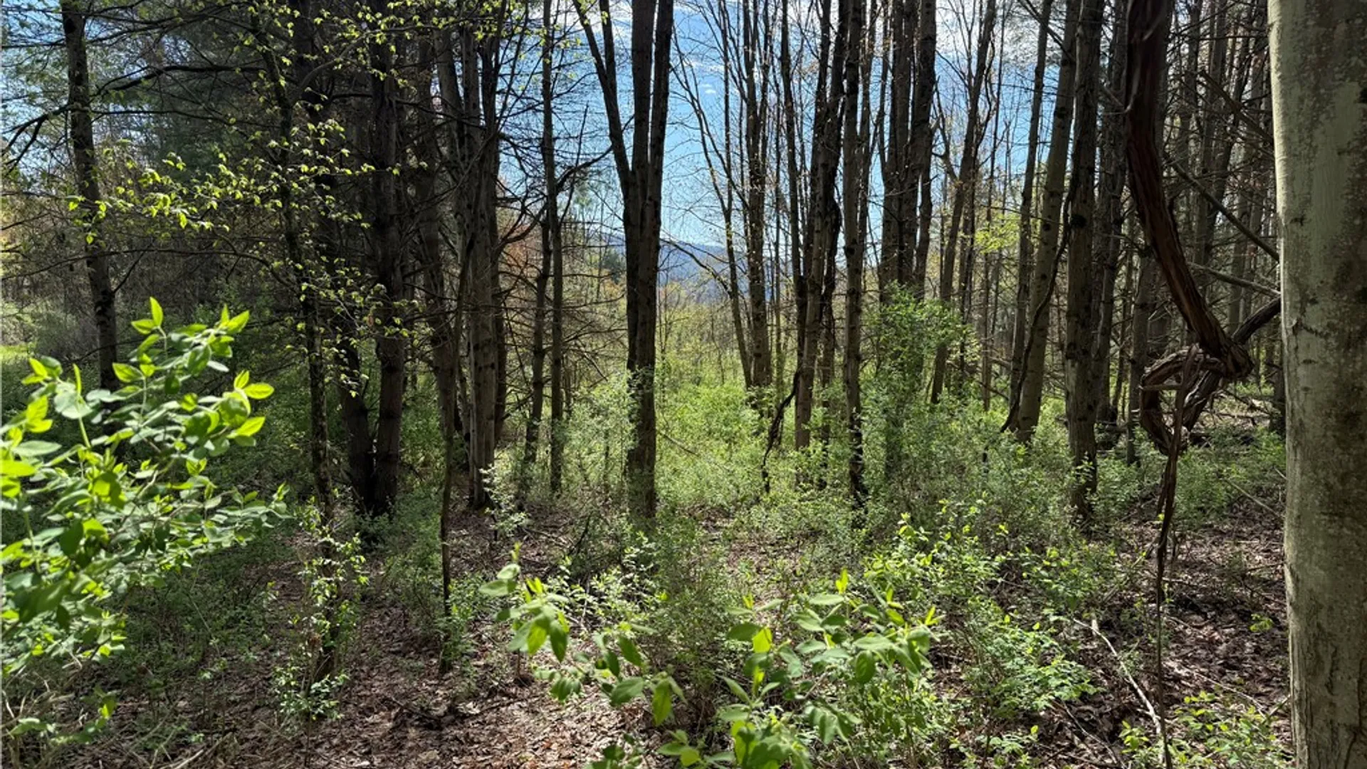 Property at 9155 Smith Road, Lindley, NY 14858 19